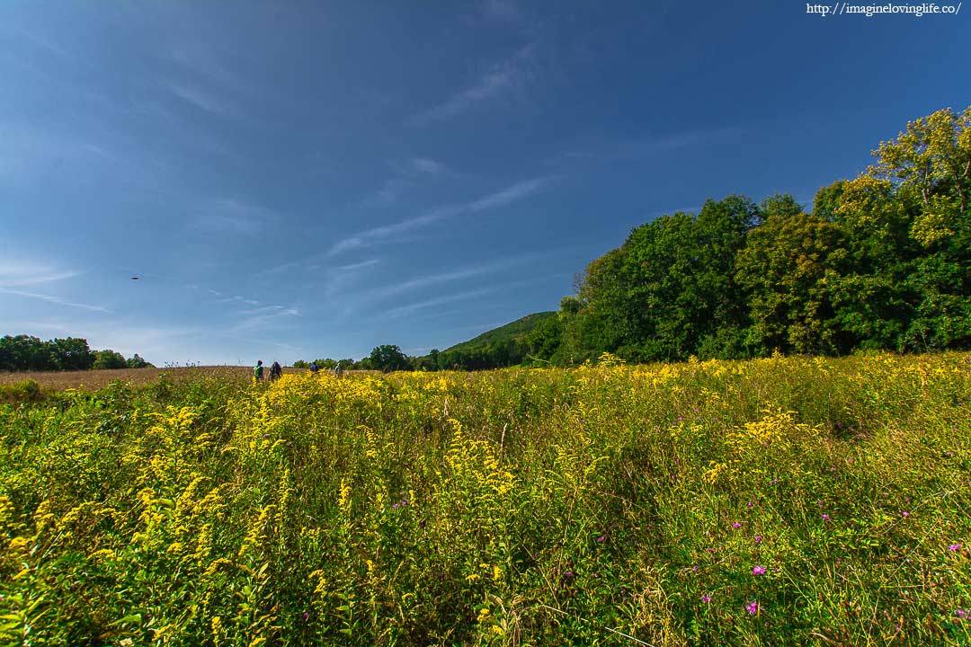 field of flowers